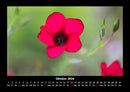 Blumenzauber Fotokalender 2026 - 10