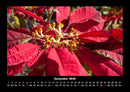 Blumenzauber Fotokalender 2026 - 12
