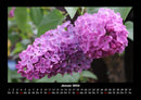 Blumenzauber Fotokalender 2026 - 1