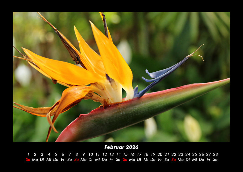 Blumenzauber Fotokalender 2026 - 2