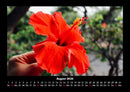 Blumenzauber Fotokalender 2026 - 8
