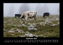Kuhkalender Fotokalender 2026 - 9