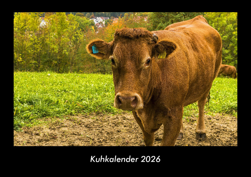 Kuhkalender Fotokalender 2026 - Hauptbild