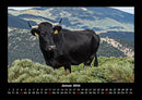 Kuhkalender Fotokalender 2026 - 1