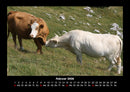 Kuhkalender Fotokalender 2026 - 2