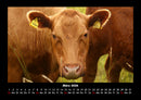 Kuhkalender Fotokalender 2026 - 3
