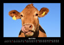 Kuhkalender Fotokalender 2026 - 4