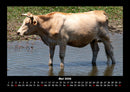 Kuhkalender Fotokalender 2026 - 5