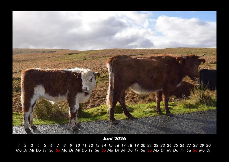 Kuhkalender Fotokalender 2026 - 6