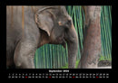 Elefanten - Die sanften Riesen Afrikas Fotokalender 2026 - 9