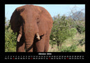 Elefanten - Die sanften Riesen Afrikas Fotokalender 2026 - 10