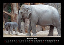 Elefanten - Die sanften Riesen Afrikas Fotokalender 2026 - 11