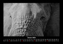 Elefanten - Die sanften Riesen Afrikas Fotokalender 2026 - 1