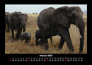 Elefanten - Die sanften Riesen Afrikas Fotokalender 2026 - 2