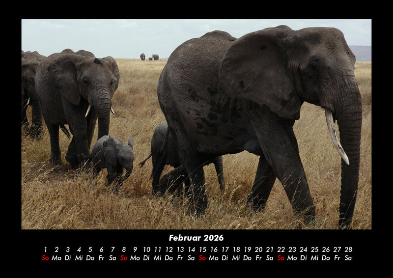 Elefanten - Die sanften Riesen Afrikas Fotokalender 2026 - 2