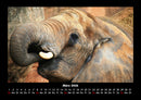 Elefanten - Die sanften Riesen Afrikas Fotokalender 2026 - 3