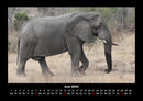 Elefanten - Die sanften Riesen Afrikas Fotokalender 2026 - 6