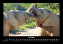 Elefanten - Die sanften Riesen Afrikas Fotokalender 2026 - 7