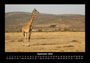 Giraffen Fotokalender 2026 - 9