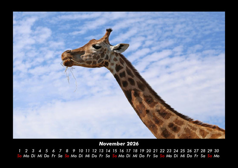 Giraffen Fotokalender 2026 - 11