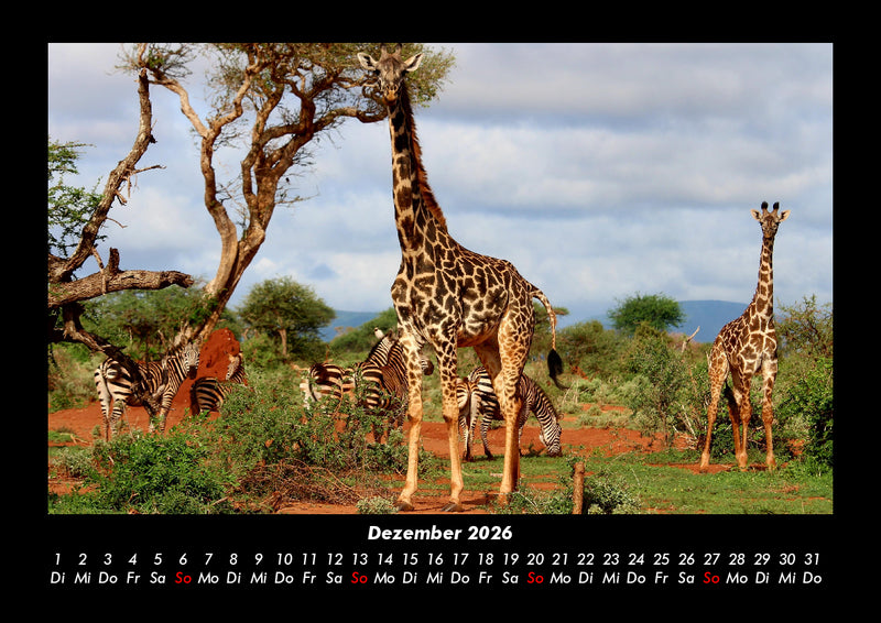 Giraffen Fotokalender 2026 - 12