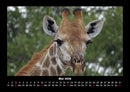 Giraffen Fotokalender 2026 - 5
