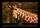 Giraffen Fotokalender 2026 - 6