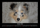 Welpen Fotokalender 2026 - 10
