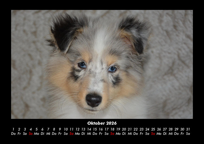 Welpen Fotokalender 2026 - 10