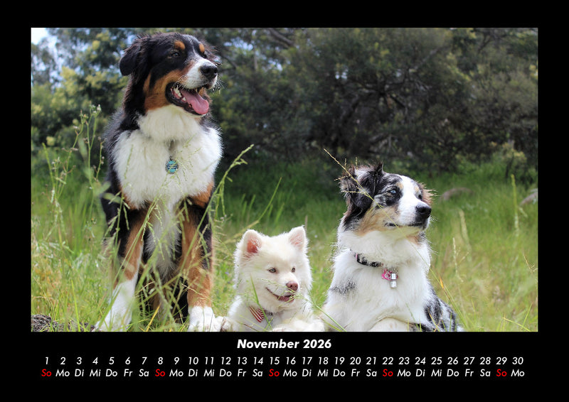 Welpen Fotokalender 2026 - 11