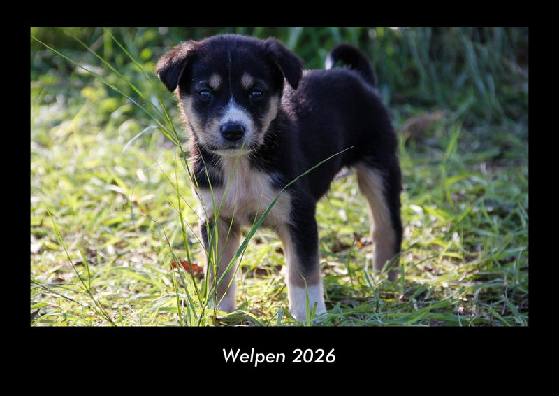 Welpen Fotokalender 2026 - Hauptbild