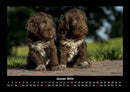 Welpen Fotokalender 2026 - 1