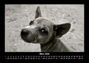 Welpen Fotokalender 2026 - 3