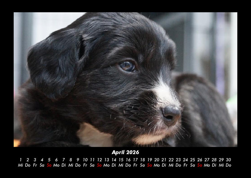 Welpen Fotokalender 2026 - 4