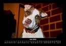 Welpen Fotokalender 2026 - 6