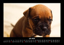 Welpen Fotokalender 2026 - 7