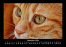 Für Katzenfreunde Fotokalender 2026 - 9