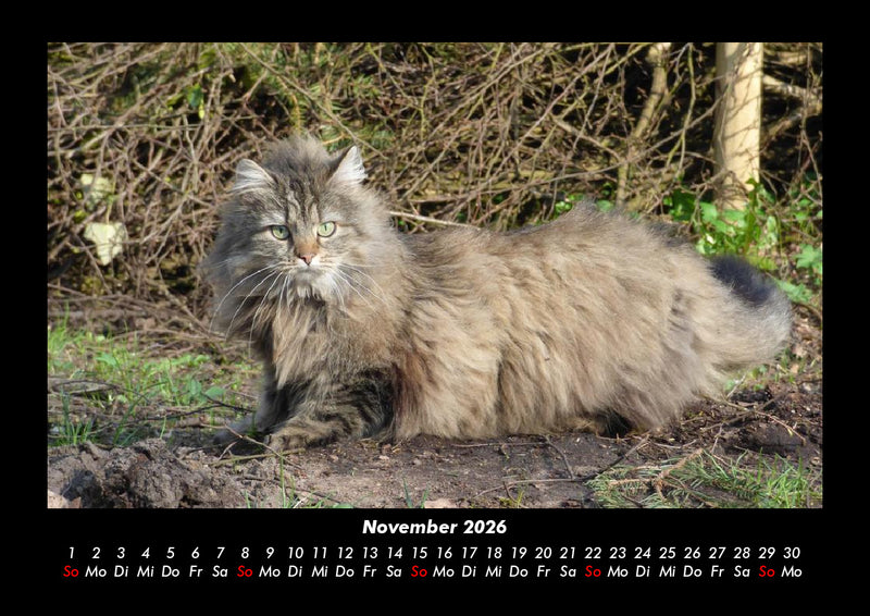 Für Katzenfreunde Fotokalender 2026 - 11