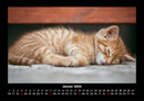 Für Katzenfreunde Fotokalender 2026 - 1