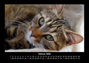 Für Katzenfreunde Fotokalender 2026 - 2