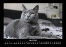 Für Katzenfreunde Fotokalender 2026 - 4