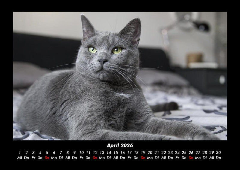 Für Katzenfreunde Fotokalender 2026 - 4