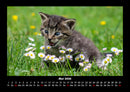 Für Katzenfreunde Fotokalender 2026 - 5