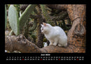Für Katzenfreunde Fotokalender 2026 - 6