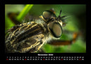 Tierkalender Fotokalender 2026 - 11