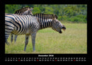 Tierkalender Fotokalender 2026 - 12