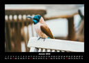 Tierkalender Fotokalender 2026 - 1