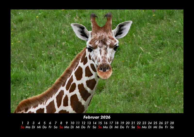Tierkalender Fotokalender 2026 - 2
