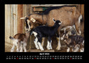 Tierkalender Fotokalender 2026 - 4
