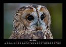 Tierkalender Fotokalender 2026 - 6